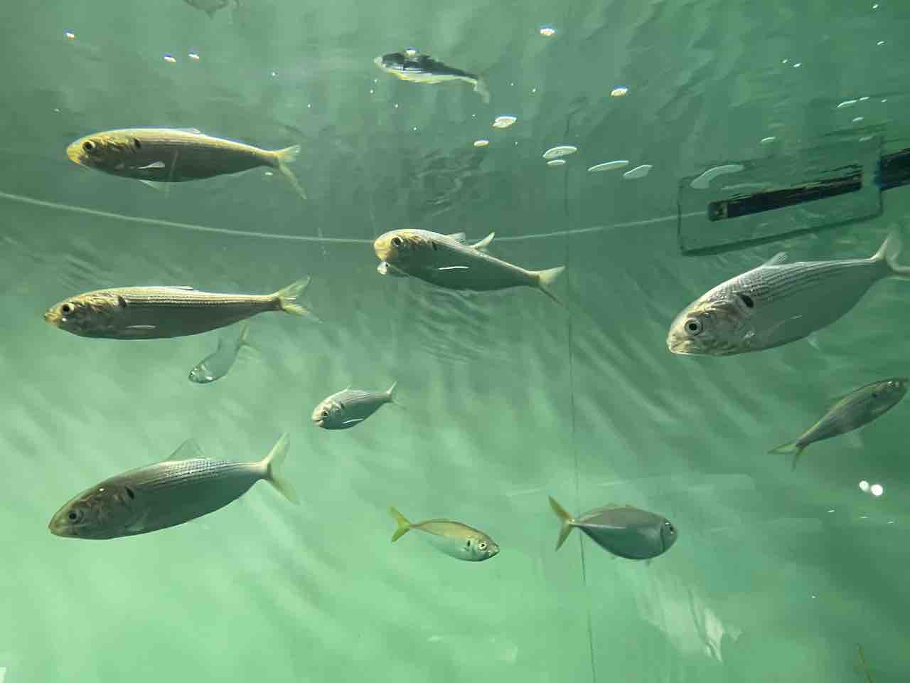 水族館で魚の生態観察 シーバス ライトゲームな日々