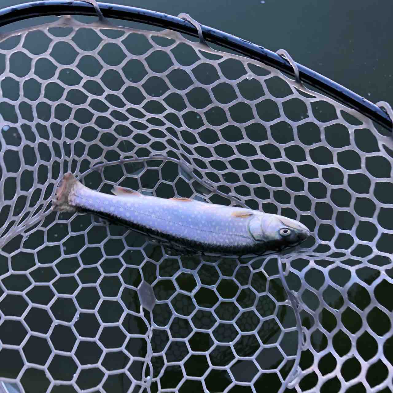 プールで魚を釣って焼いて食べるというアクティビティ シーバス ライトゲームな日々 プールで魚を釣って焼いて食べるというアクティビティ シーバス ライトゲームな日々