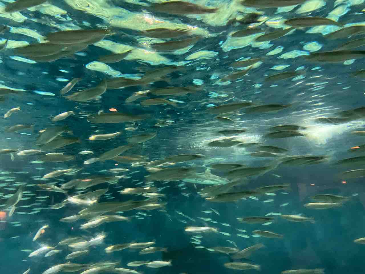 水族館で魚の生態観察 シーバス ライトゲームな日々