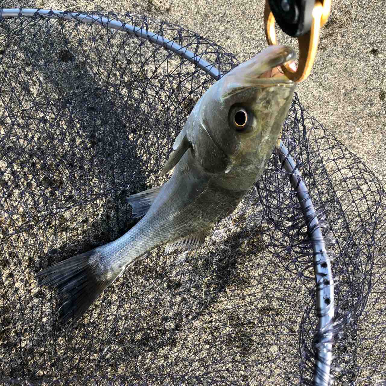 春らしいデイゲームで10本達成 シーバス ライトゲームな日々