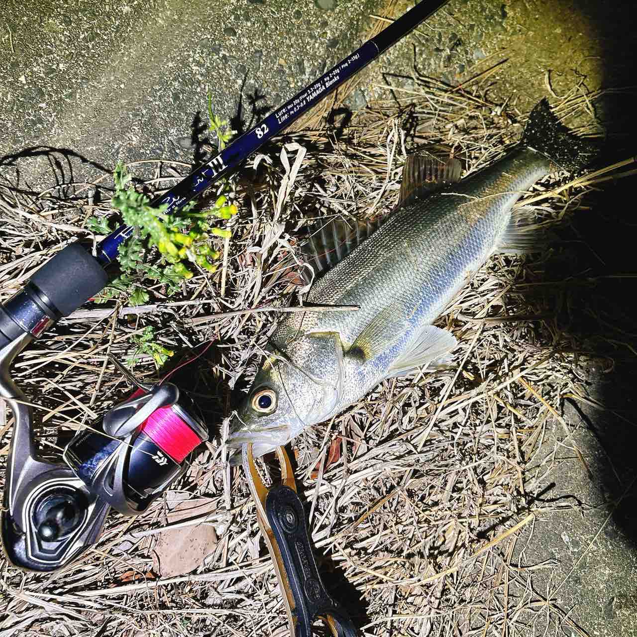 ブルーカレントⅢ 82購入。 : シーバス&ライトゲームな日々