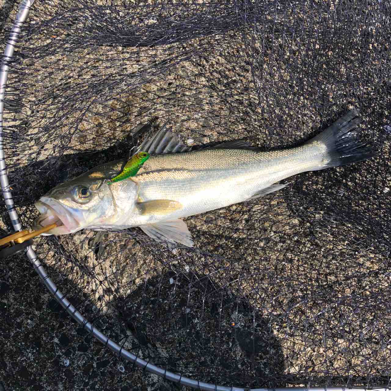 デイゲーム開幕戦 まさかのtgどハマり シーバス ライトゲームな日々