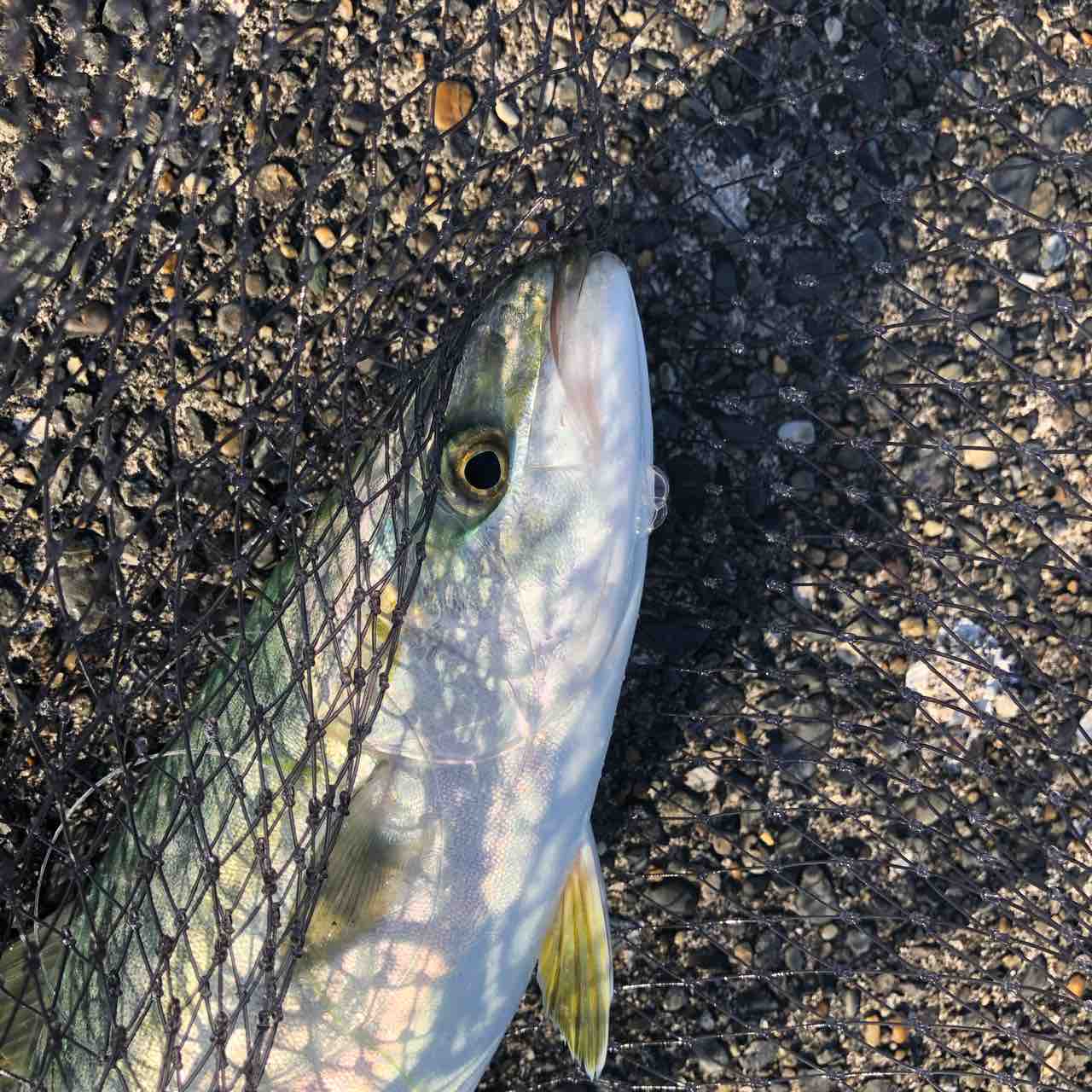 ２０１９年思い出の釣行 シーバス ライトゲームな日々