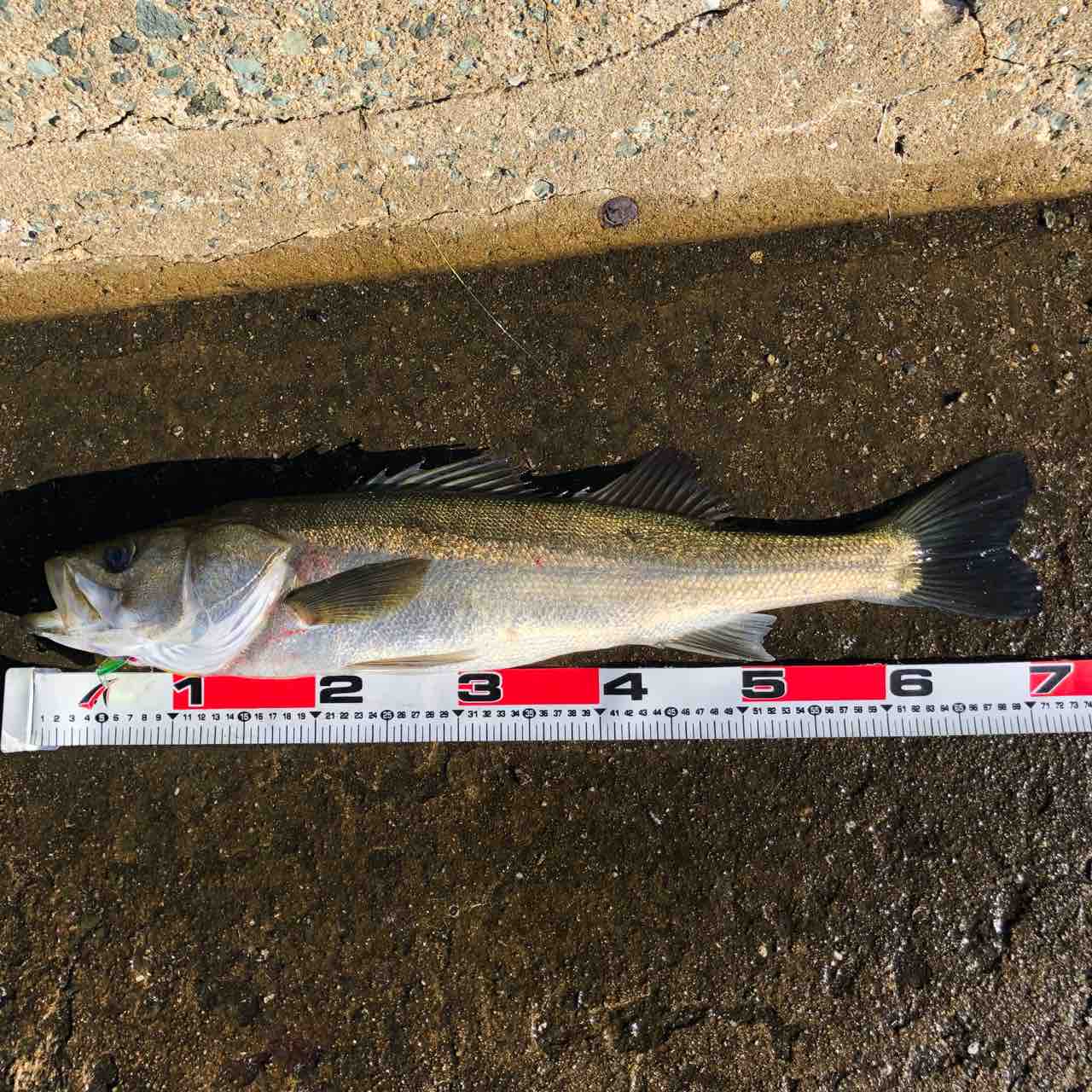 エイの恩返し やっと出たナナマル シーバス ライトゲームな日々