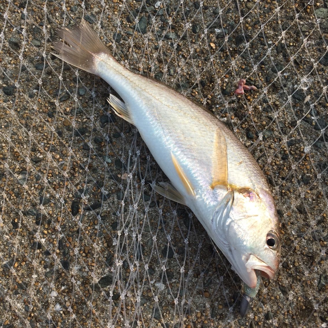 やばくない 博多湾 シーバス ライトゲームな日々