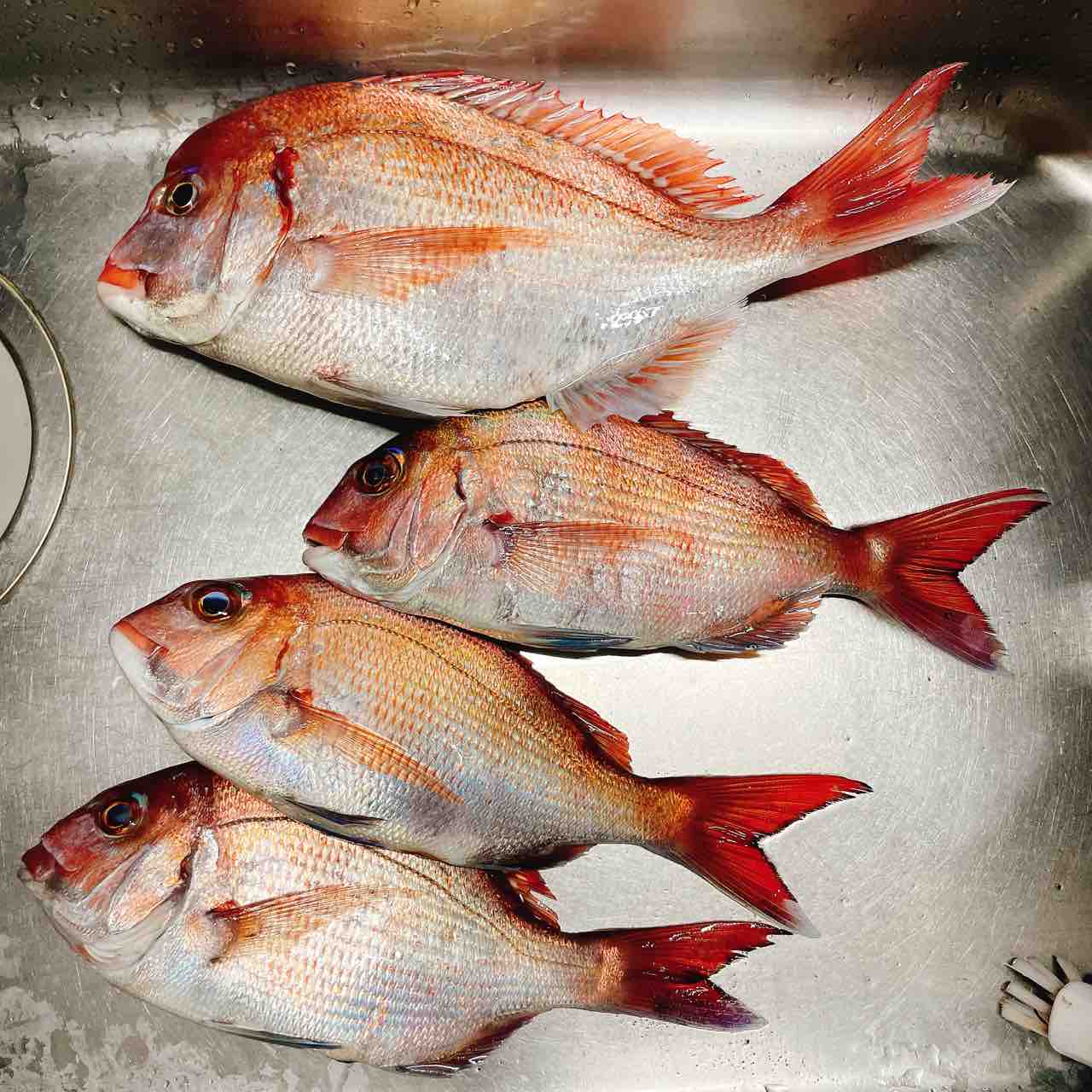 料理編 海老で釣った鯛を食す シーバス ライトゲームな日々 料理編 海老で釣った鯛を食す シーバス ライトゲームな日々