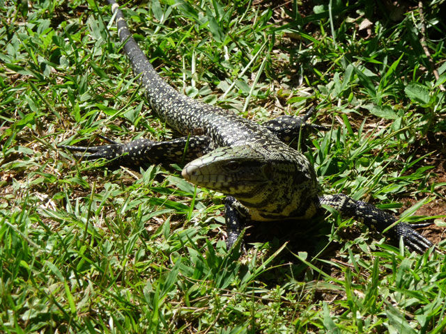 ブラジルの野生動物を紹介します Brazil Photo Gallery