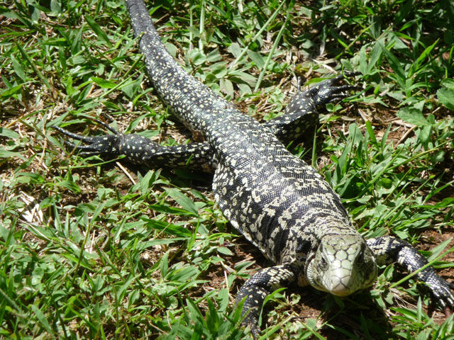 ブラジルの野生動物を紹介します Brazil Photo Gallery