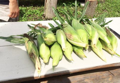 a_とうもろこし狩り2