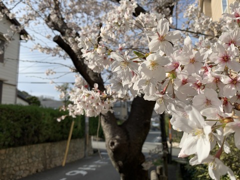 寿楽荘さくら２