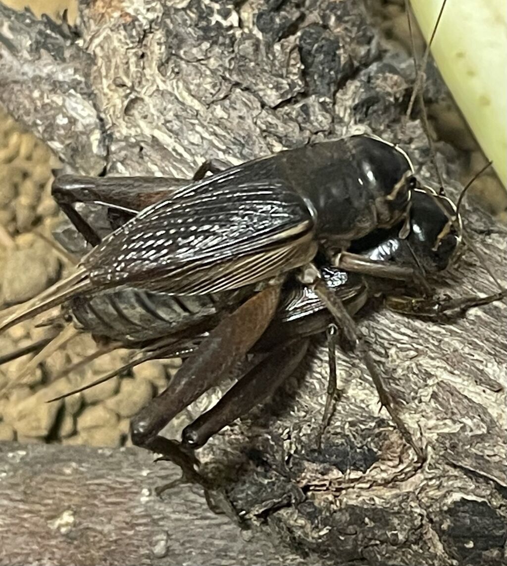 コオロギの交尾は逆だった ブランドスターブログ