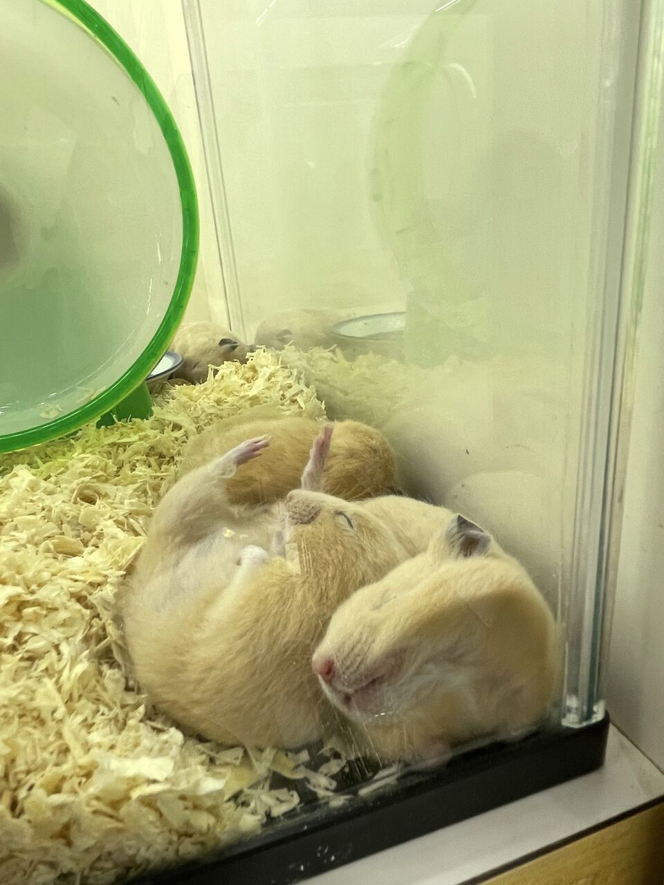 小動物コーナーのハムスター ブランドスターブログ 小動物コーナーのハムスター ブランドスターブログ