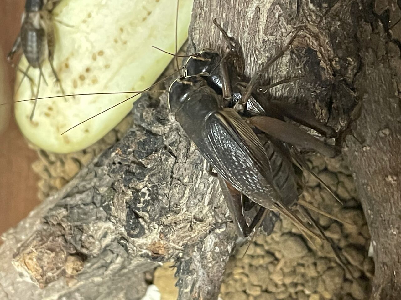 コオロギの交尾は逆だった ブランドスターブログ