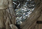 jibikiami2008