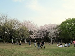 hanami-2