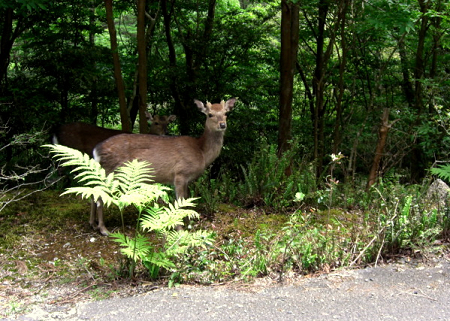 yakusimanimals