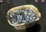 jibikiami2008