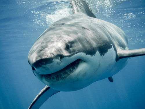 彡 ﾟ ﾟ サメかっこいいなあ 多分シャチとかもぶっ殺すんやろなあ ぶら速