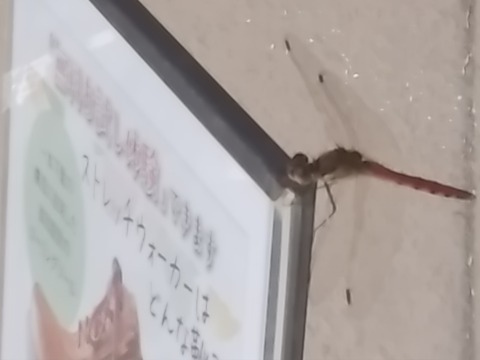 「臨時休業」のお知らせです。