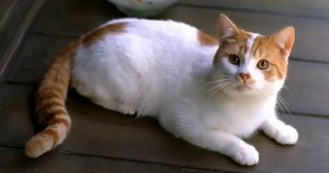 猫cmあれこれ Das Leben Ist Eine Reise 猫cmあれこれ Das Leben Ist Eine Reise