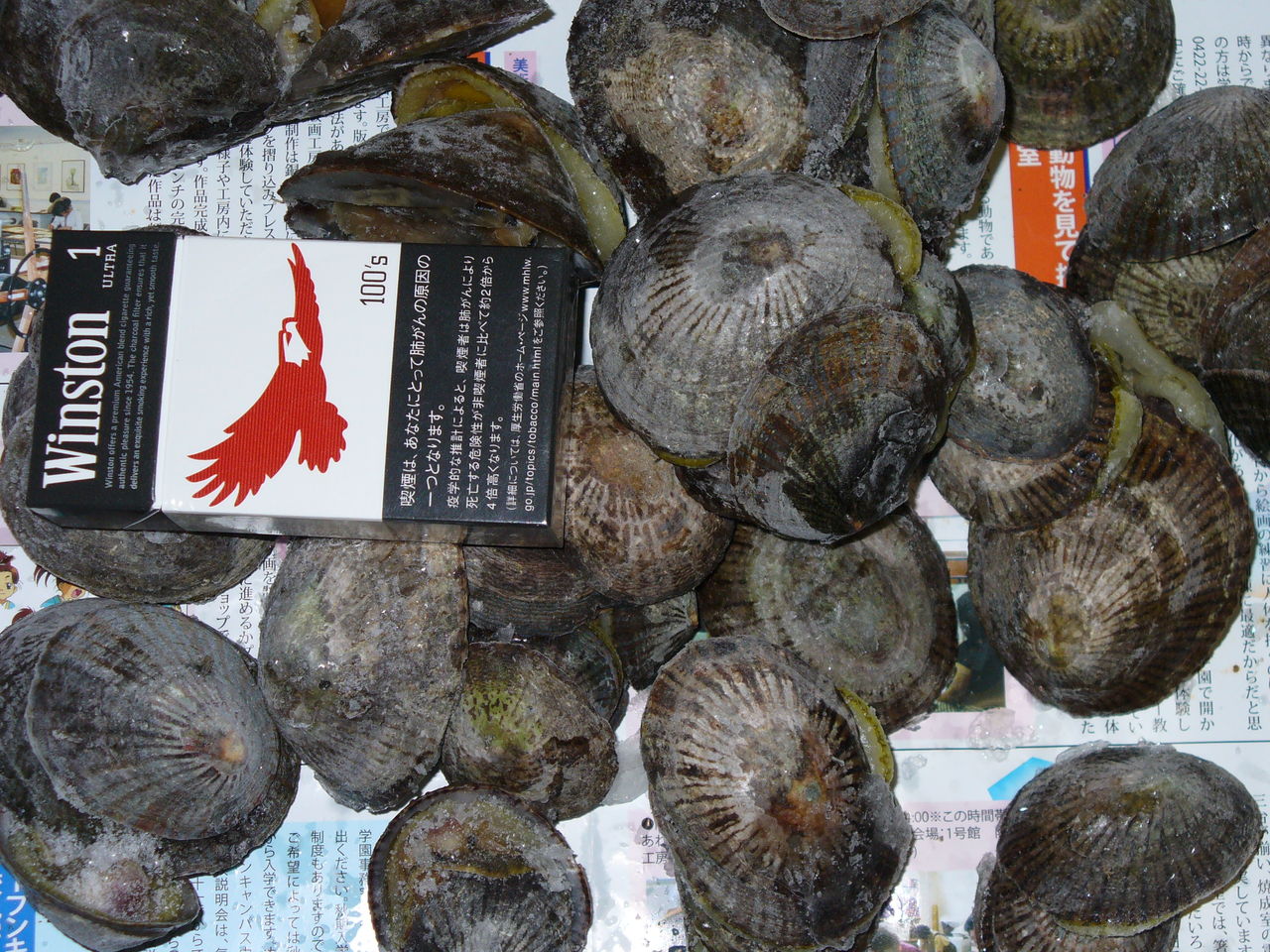 ある日の釣行 2 笑う門には 体感ショック