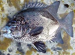 石鯛釣りの魅力 朗報未だ聞こえず 5 7 笑う門には 体感ショック