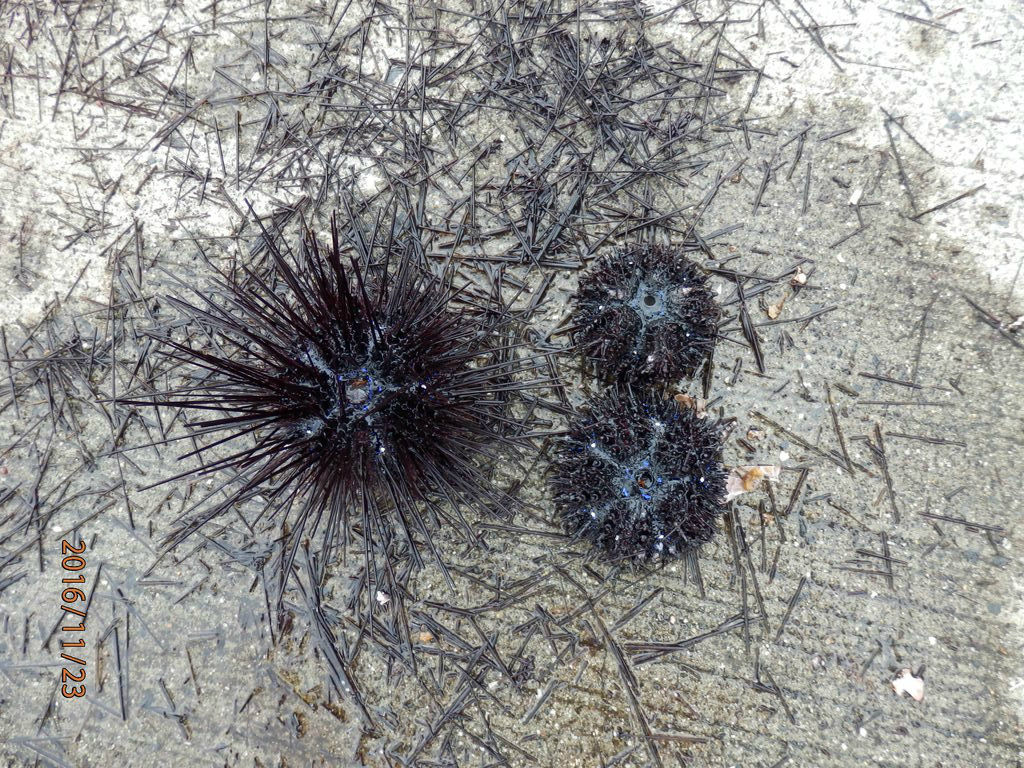 桜島避難港 12番 7番 不発 11 29 笑う門には 体感ショック 桜島避難港 12番 7番 不発 11 29 笑う門には 体感ショック