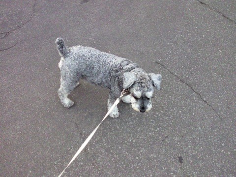 べきたんとそらちゅんお散歩113