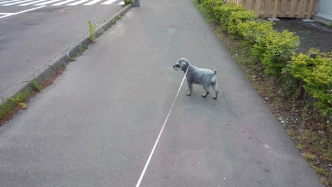 べきたんとそらちゅんお散歩196