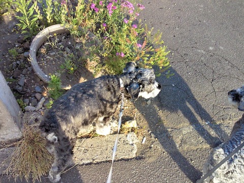 べきたんとそらちゅんお散歩122