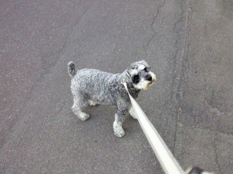 べきたんとそらちゅんお散歩114