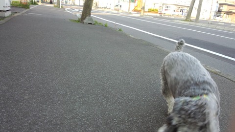 べきたんとそらちゅんお散歩181