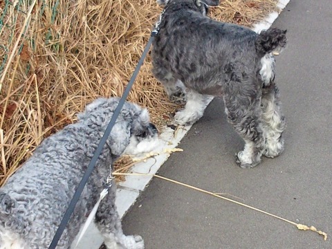 べきたんとそらちゅんお散歩119