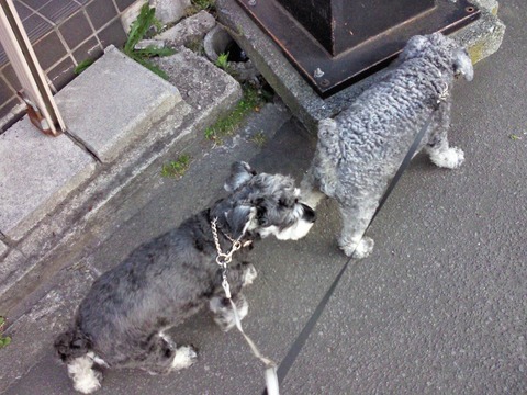 べきたんとそらちゅんお散歩121