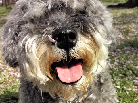 べきたんとそらちゅんお散歩57