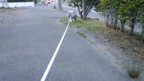 べきたんとそらちゅんお散歩304