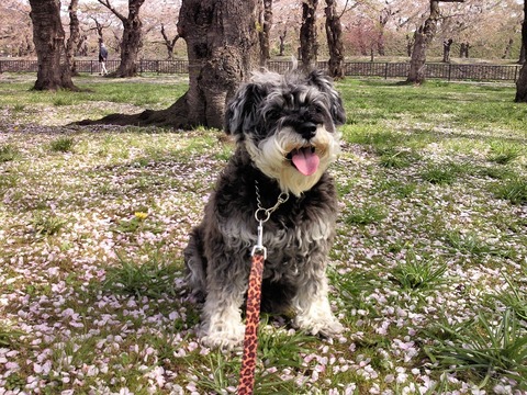 べきたんとそらちゅんお散歩56