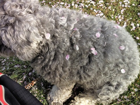 べきたんとそらちゅんお散歩62