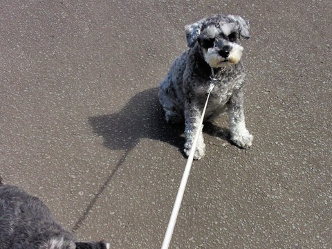 べきたんとそらちゅんお散歩118