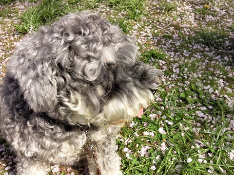 べきたんとそらちゅんお散歩55