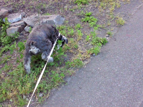 べきたんとそらちゅんお散歩123