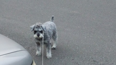 べきたんとそらちゅんお散歩187