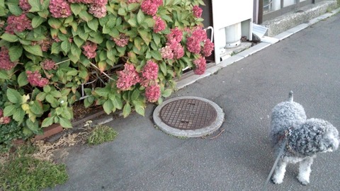 べきたんとそらちゅんお散歩758