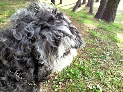 べきたんとそらちゅんお散歩58