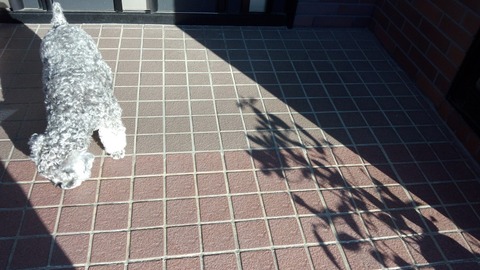 べきたんとそらちゅんお散歩617