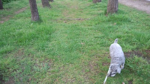 べきたんとそらちゅんお散歩192