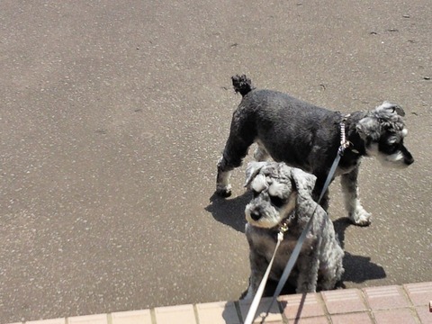 べきたんとそらちゅんお散歩87