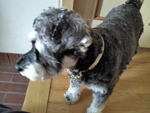 べきたんとそらちゅんお散歩116