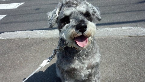 べきたんとそらちゅんお散歩177