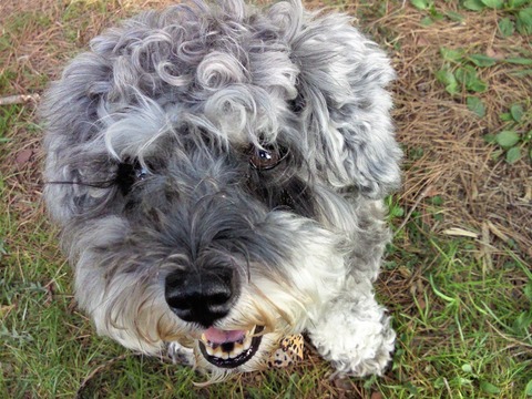 べきたんとそらちゅんお散歩59